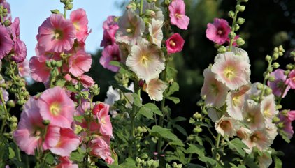 La flor que muchos ven en las fachadas de los pueblos y que tenía una función más allá de decorar