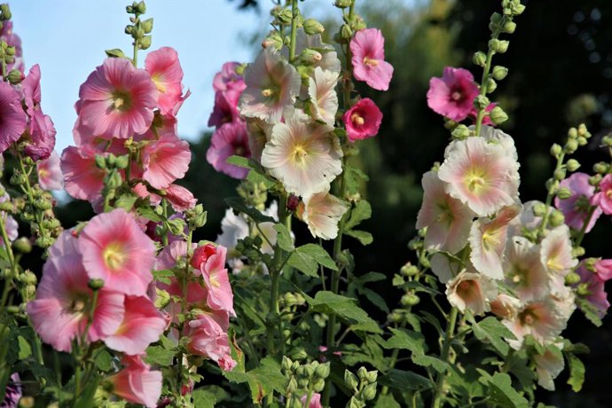 La flor que muchos ven en las fachadas de los pueblos y que tenía una función más allá de decorar