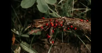 El insecto rojo que se parece a las mariquitas y que no deberías matar