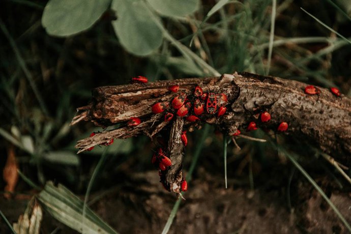 El insecto rojo que se parece a las mariquitas y que no deberías matar