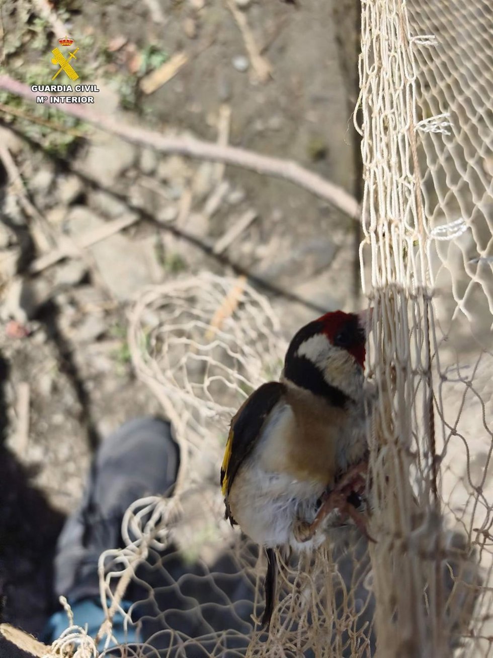Investigado un vecino de Motril como presunto autor de un delito contra la flora y la fauna silvestres.