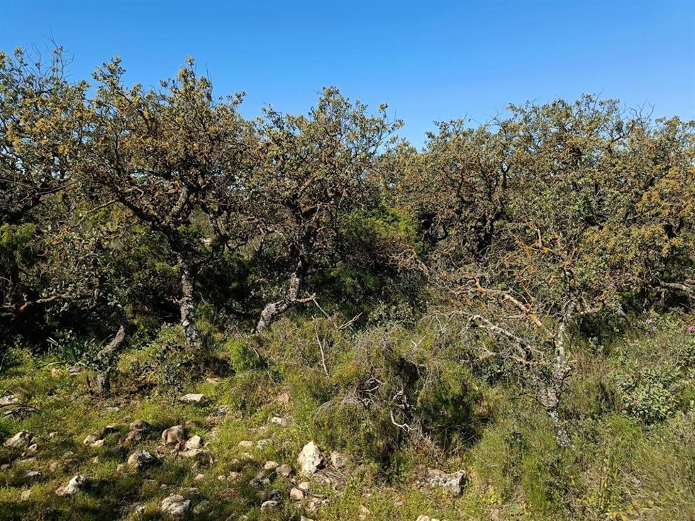 Paisaje Protegido Sierra Salinas, en el término municipal de Yecla.