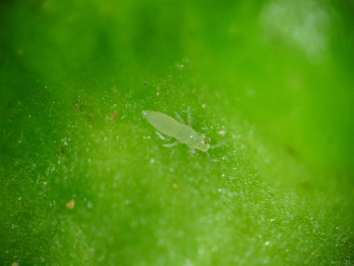 El IVIA participa en un proyecto que reúne a 15 institutos de investigación para proteger cultivos frente a plagas