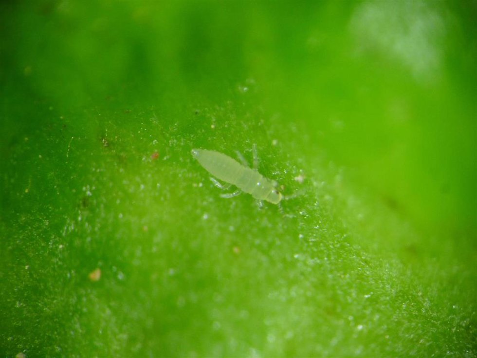 El IVIA participa en un proyecto que reúne a 15 institutos de investigación para proteger cultivos frente a plagas
