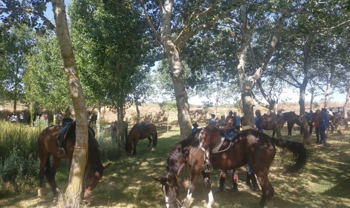 Caballos descansando a la sombra de los pinos durante el VI Encuentro Ecuestre Trotacalles celebrado este domingo en San Esteban de Litera.