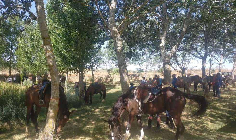 Caballos descansando a la sombra de los pinos durante el VI Encuentro Ecuestre Trotacalles celebrado este domingo en San Esteban de Litera.