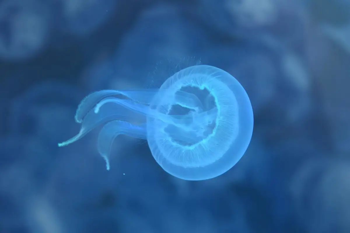 Medusas en la playa de la Goleta