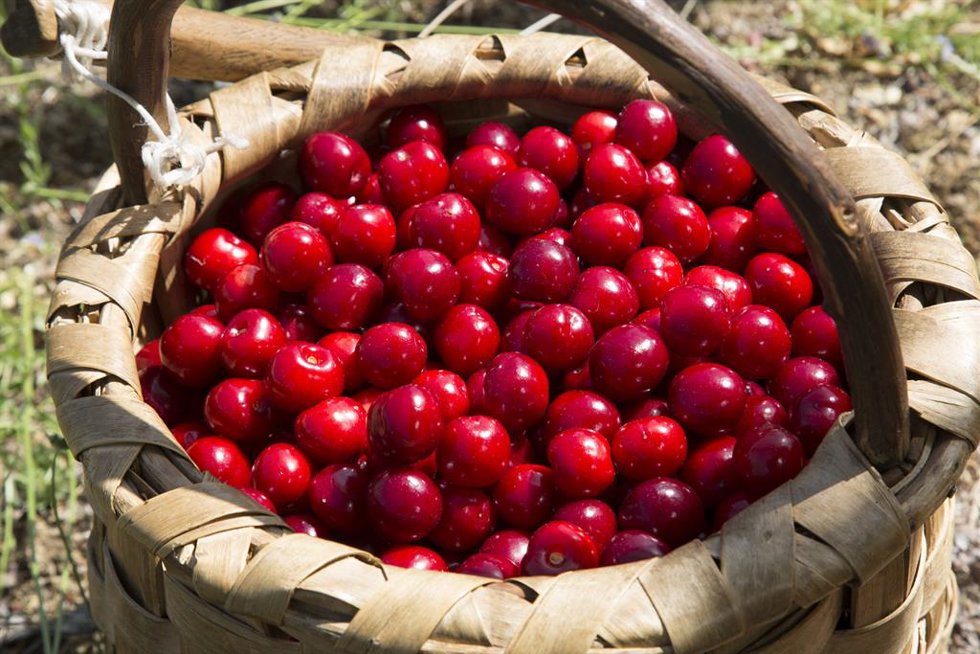 La DOP Cereza del Jerte arranca la certificación de la picota con una previsión de hasta 3,5 millones de kilos