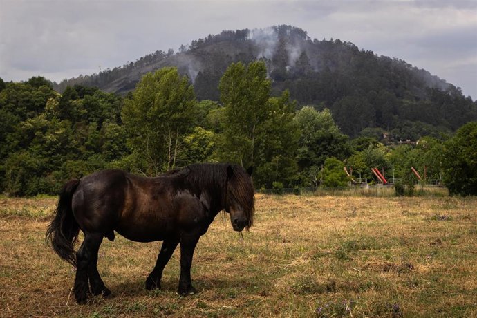 Columnas de humo durante las labores de extinción de un incendio forestal, a 14 de junio de 2026, en Grado, Asturias (España). 