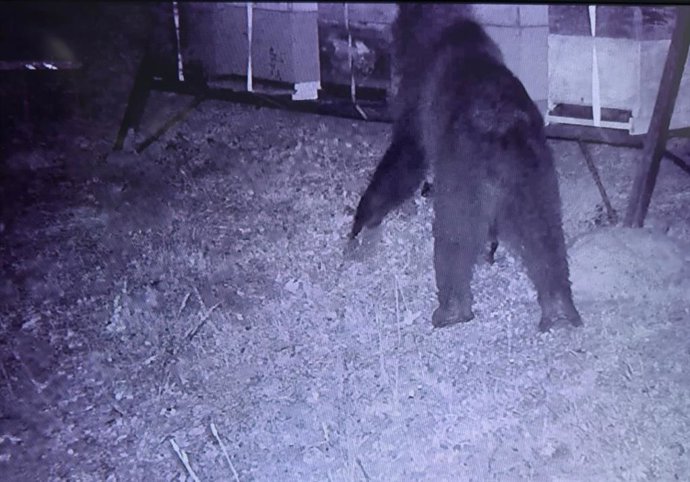 Un oso es sorprendido por una cámara destrozando colmenares en Campoo de Ebro.