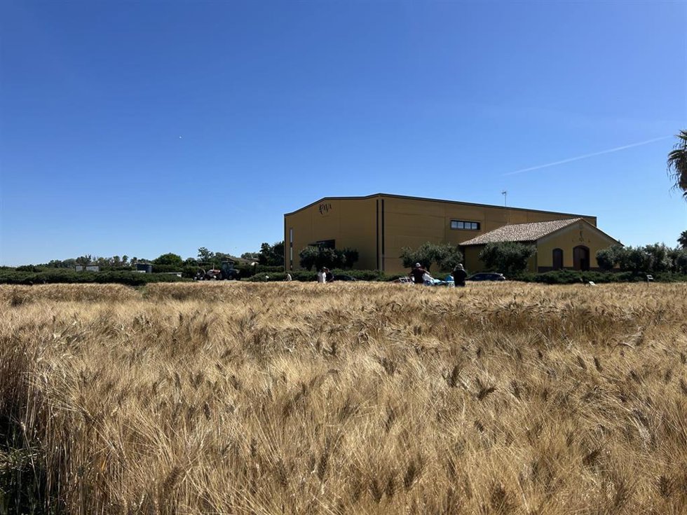 AVA-ASAJA participa en un ensayo de trigo con drones, satélites, lisímetros y sondas inteligentes