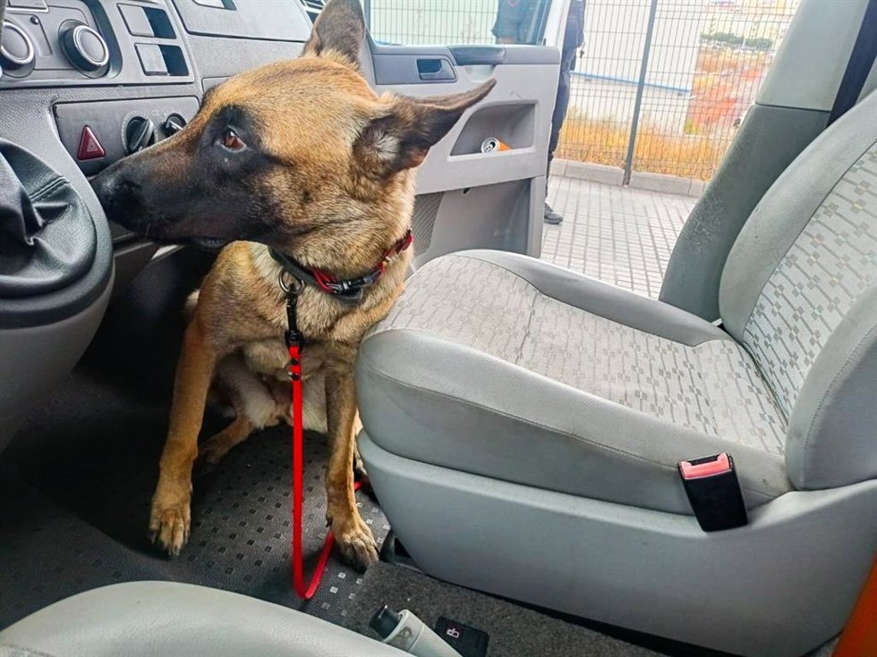 Perro detector de droga Policía Canaria