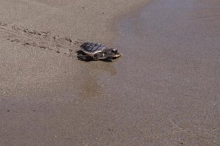 Ejemplar de tortuga boba liberado en una playa de Mojácar (Almería). 