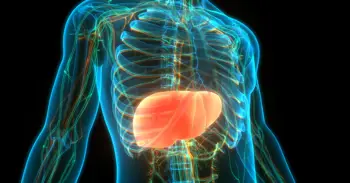 Identifican un mecanismo clave que permite al hígado adaptarse durante la transición del ayuno a la alimentación