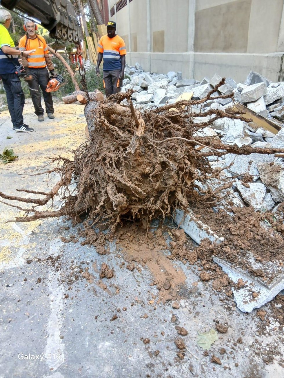 Riesgo alto detectado en varios pinos de la calle Pedro Cerbuna que obligará a sustituirlos por otras especies