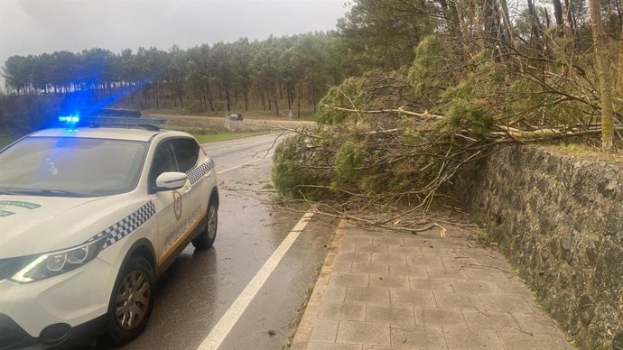 Un coche patrulla de la Policía Local junto a uno de los árboles caídos sobre la calzada de la N-331A.