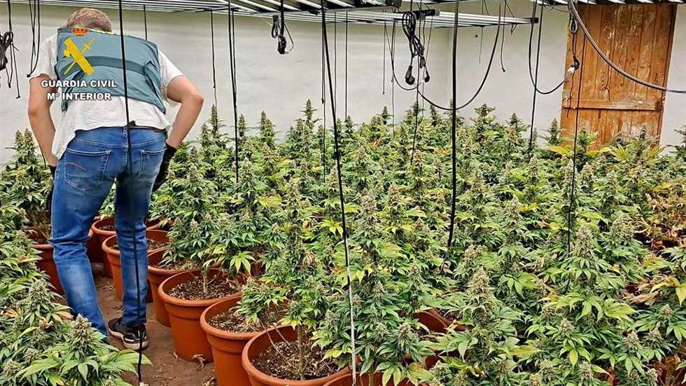 Desmantelan dos plantaciones de marihuana en Almassora y Castelló