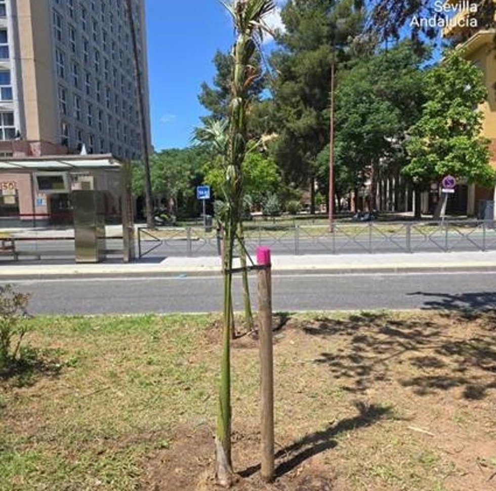 Una de las palmeras recién plantadas en la avenida de la Aeronáutica que no ha sido objeto de robo