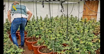 Desmantellen dos plantacions de marihuana a Almassora i Castelló i detenen a dos homes