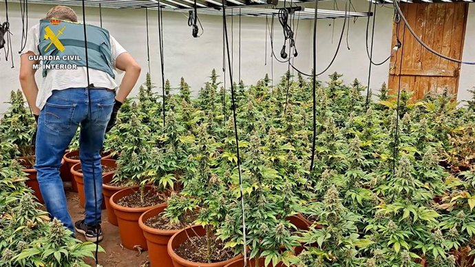 Desmantellen dos plantacions de marihuana a Almassora i Castelló