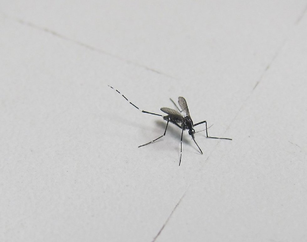 Imagen de archivo - Mosquito tigre 