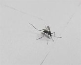 Foto: Un estudio revela el mecanismo que permite a ciertos virus persistir en los mosquitos sin matarlos