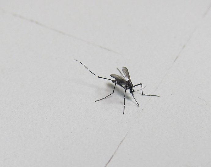 Imagen de archivo - Mosquito tigre 