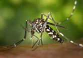 Foto: El riesgo de transmisión del virus Oropouche en España es "muy bajo", según un estudio de ISCIII en mosquitos cirulantes