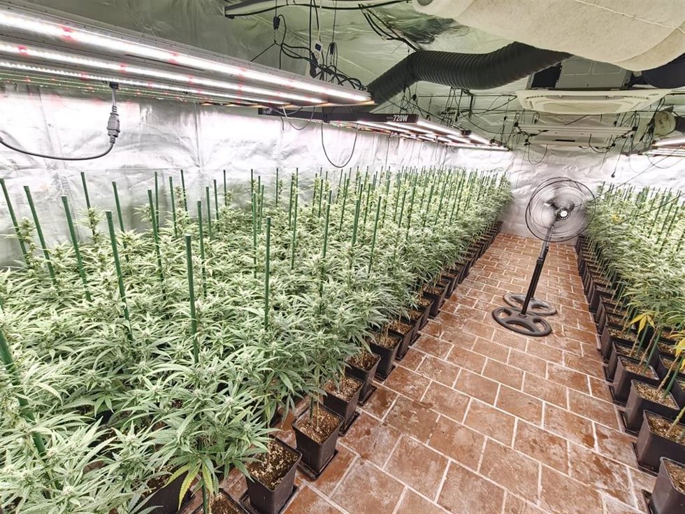 Plantación de marihuana en una vivienda de Añover del Tajo