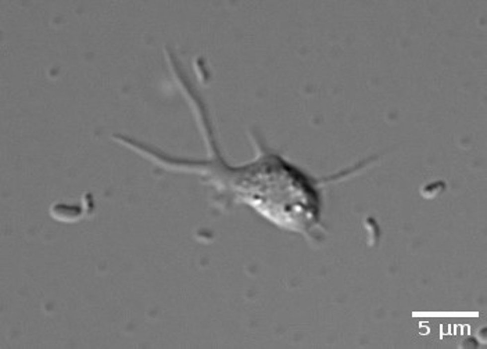 A. Explorator se desplaza mediante pseudópodos