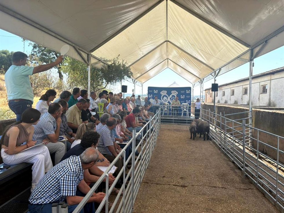 Entrega de 76 reproductores porcinos de raza ibérica procedentes del Centro de Investigación Agrícola y Ganadera (CIAG) Huerto Ramírez.