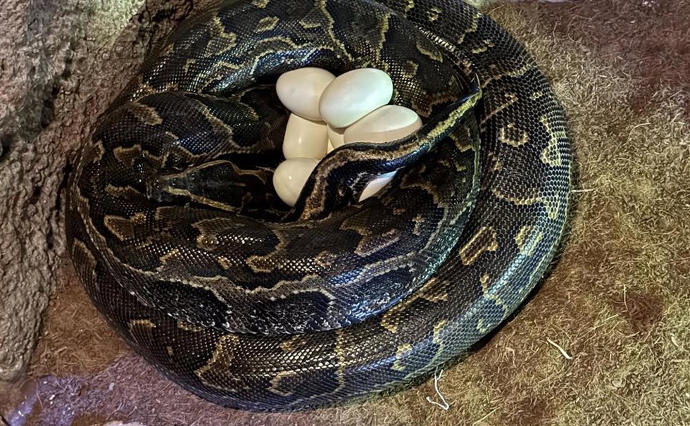 Puesta de huevos de la Pitón de Seba en Bioparc