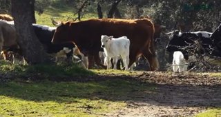 Galicia Rural