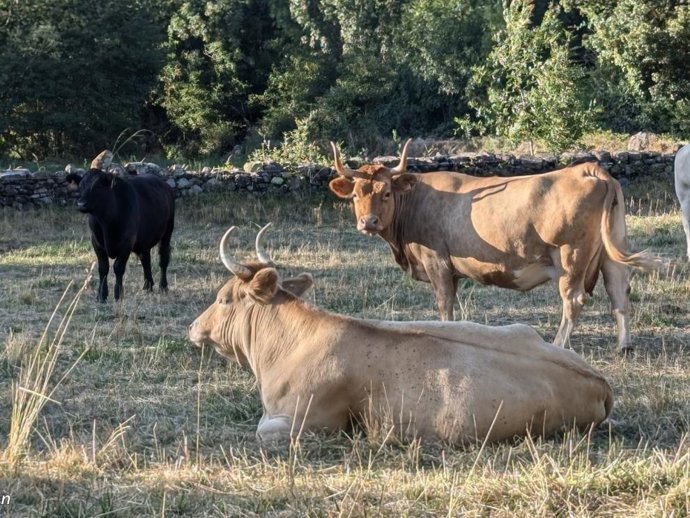 El libro describe el sector de producción de carne de vacuno y apunta las estrategias para afrontar estos retos mejorando su competitividad.