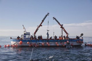 Archivo - Varios pescadores durante la ‘levantá’ del atún en las inmediaciones de Barbate, a 27 de mayo de 2025, en Barbate, Cádiz, Andalucía (España). 