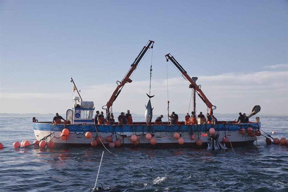 Archivo - Varios pescadores durante la ‘levantá’ del atún en las inmediaciones de Barbate, a 27 de mayo de 2025, en Barbate, Cádiz, Andalucía (España). 