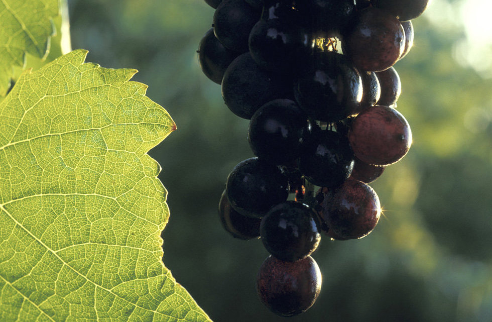 Archivo - Vino viñedo uvas