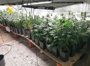 Desmantelada una plantación 