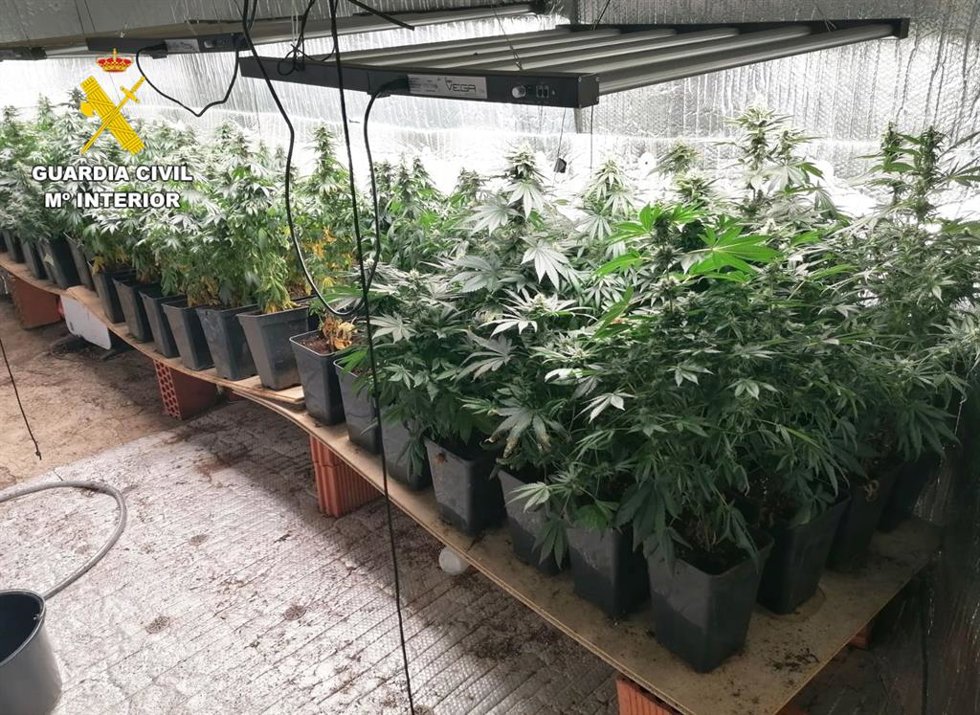 Desmantelada una plantación "indoor" de marihuana en Cabezón de la Sal