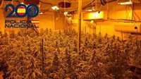 Cuatro detenidos al desmantelar cultivos con 1.500 plantas de marihuana y un punto de venta de droga en Sevilla