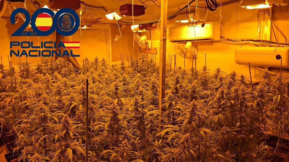 Punto de venta de marihuana detectado en Sevilla por la Policía Nacional