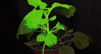 C. Valenciana