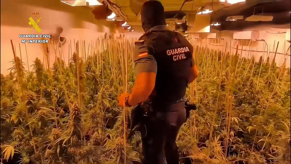 Una de las plantaciones de marihuana intervenidas.