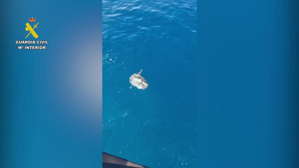 Retiran en aguas de El Campello una red de pesca ilegal abandonada y devuelven con vida a un pez luna