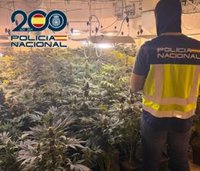 Cinco detenidos por cultivar más de 300 plantas de marihuana en un cobertizo y una casa cueva de Baza (Granada)