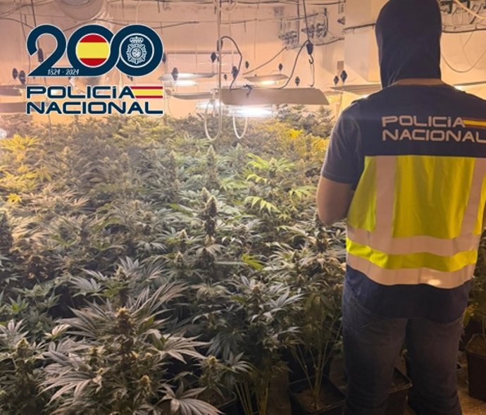 Plantación de marihuana desmantelada en Baza (Granada)
