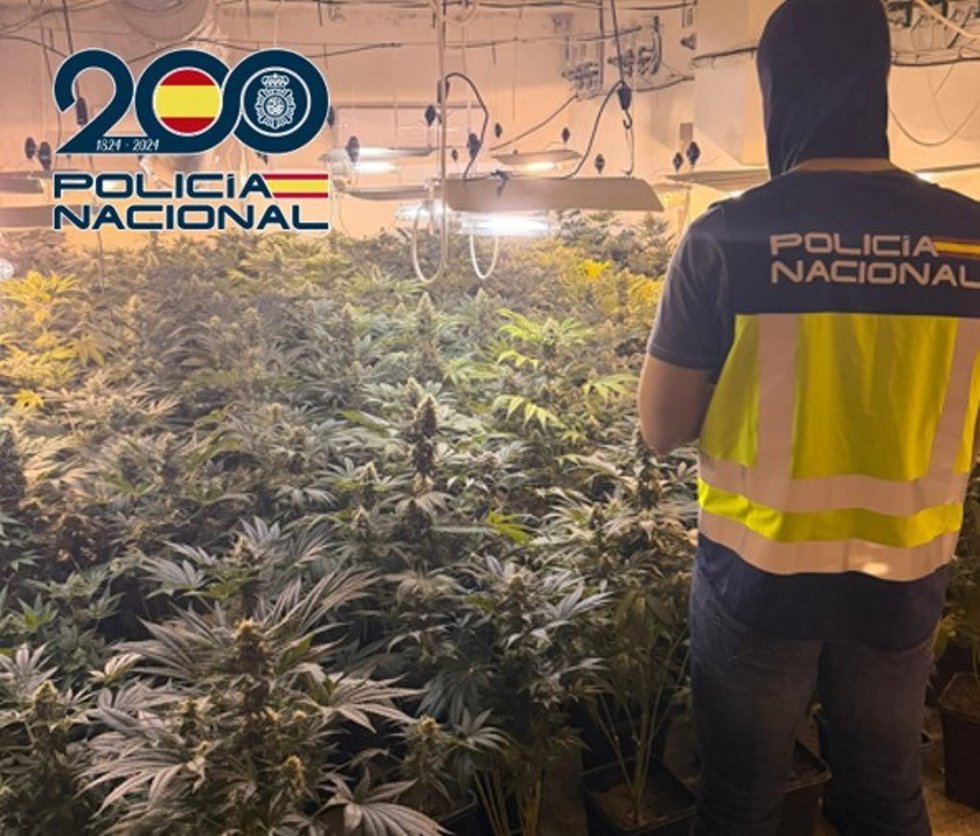 Plantación de marihuana desmantelada en Baza (Granada)
