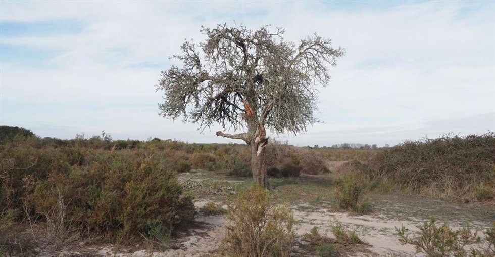 Imagen de un ejemplar de piruétano en Doñana (Huelva).