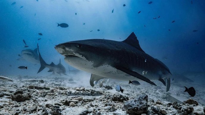 Drop Dive Maldives reafirma su liderazgo como referente mundial en el buceo con tiburón tigre