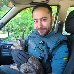 Rescatan a un corzo desorientado en Becerreá (Lugo)